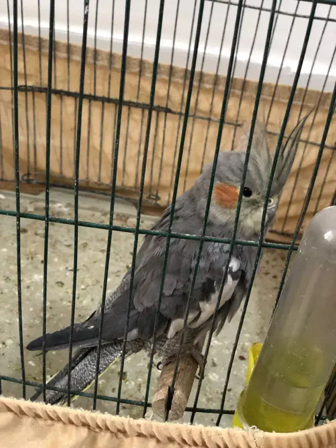 عروس هلندی|پرنده|بندر امام خمینی, |دیوار