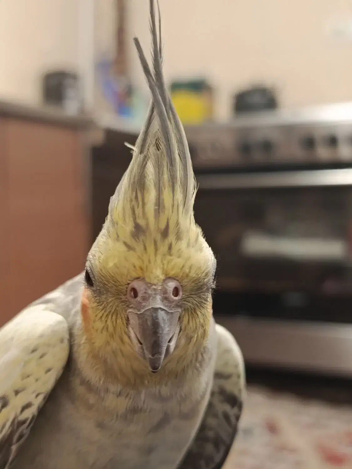 عروس هلندی|پرنده|تهران, قیطریه|دیوار