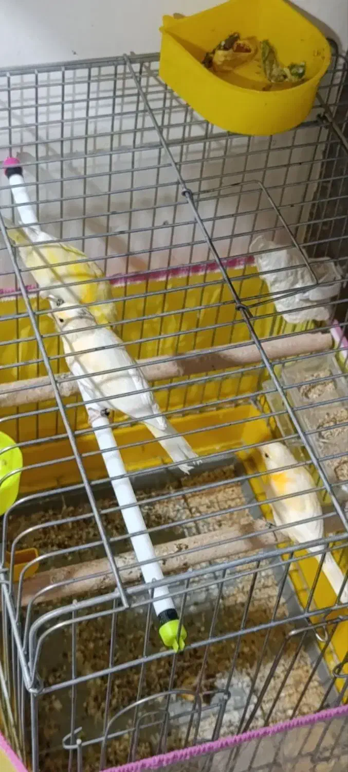 قناری سرخ و زرد|پرنده|لامرد, |دیوار