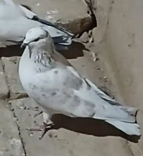 گمشده|حیوانات|یزد, |دیوار