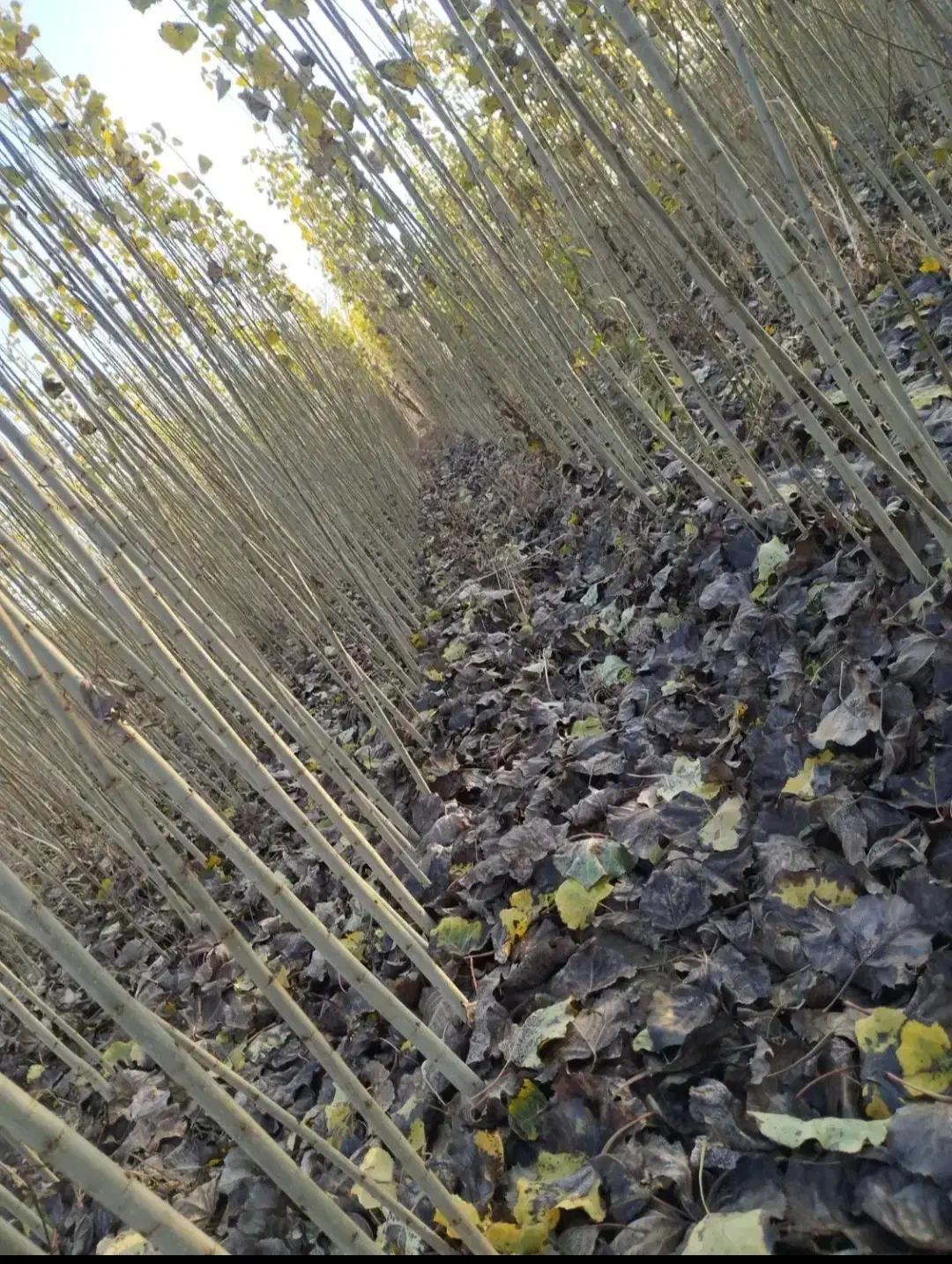 فروش نهال های قندار|گل و گیاه طبیعی|مریوان, |دیوار