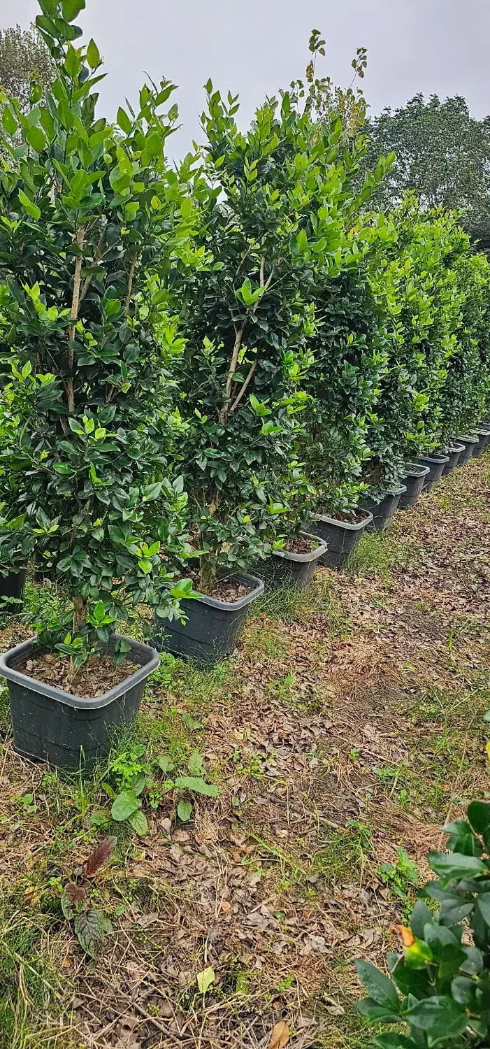 یاس هلندی جعبه ۴۰ و سطل ۱۰|خدمات باغبانی و درختکاری|نوشهر, |دیوار