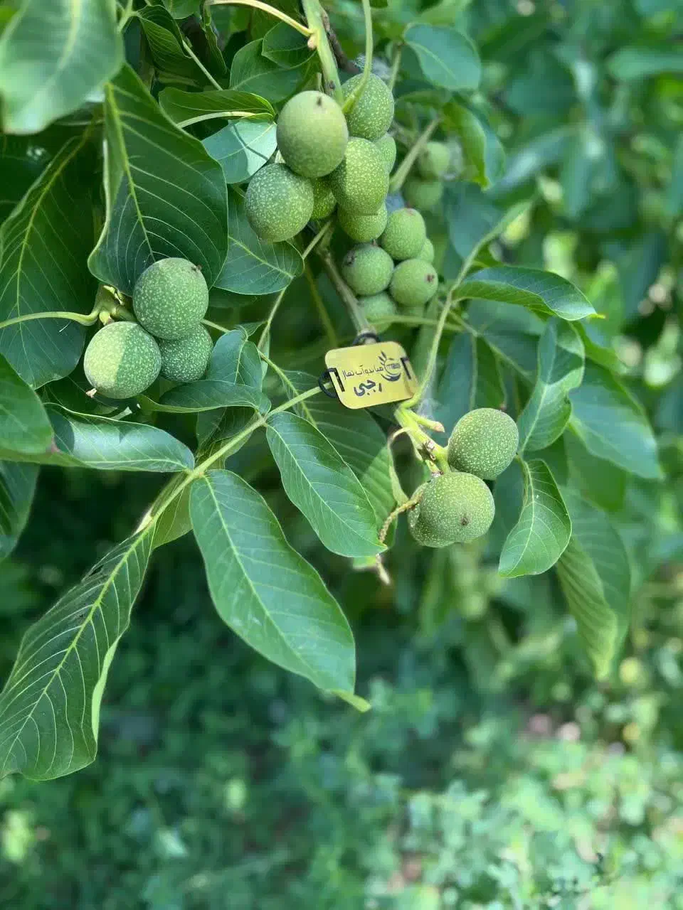 فروش درخت گردو جمال دیرگل و پربار|خدمات باغبانی و درختکاری|الوند, |دیوار