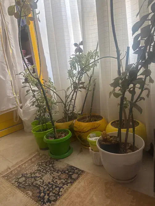 گل و گلدونای سفید و سبز|گل و گیاه طبیعی|قزوین, |دیوار