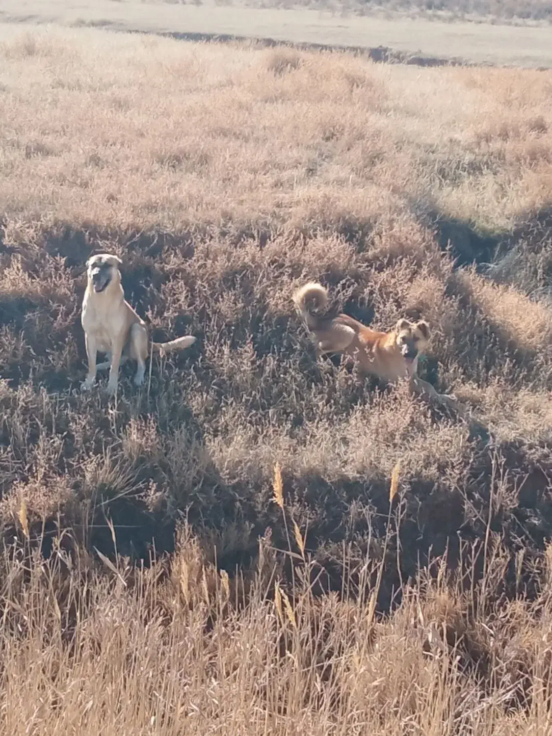 سگ گله|سگ|بیجار, |دیوار