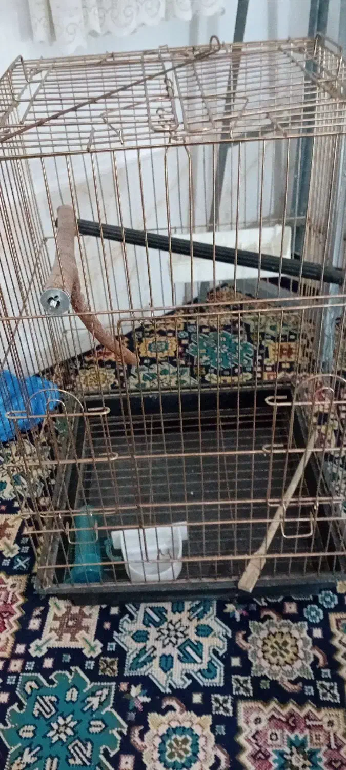 قفس|لوازم جانبی حیوانات|پاکدشت, پاکدشت (مامازند)|دیوار