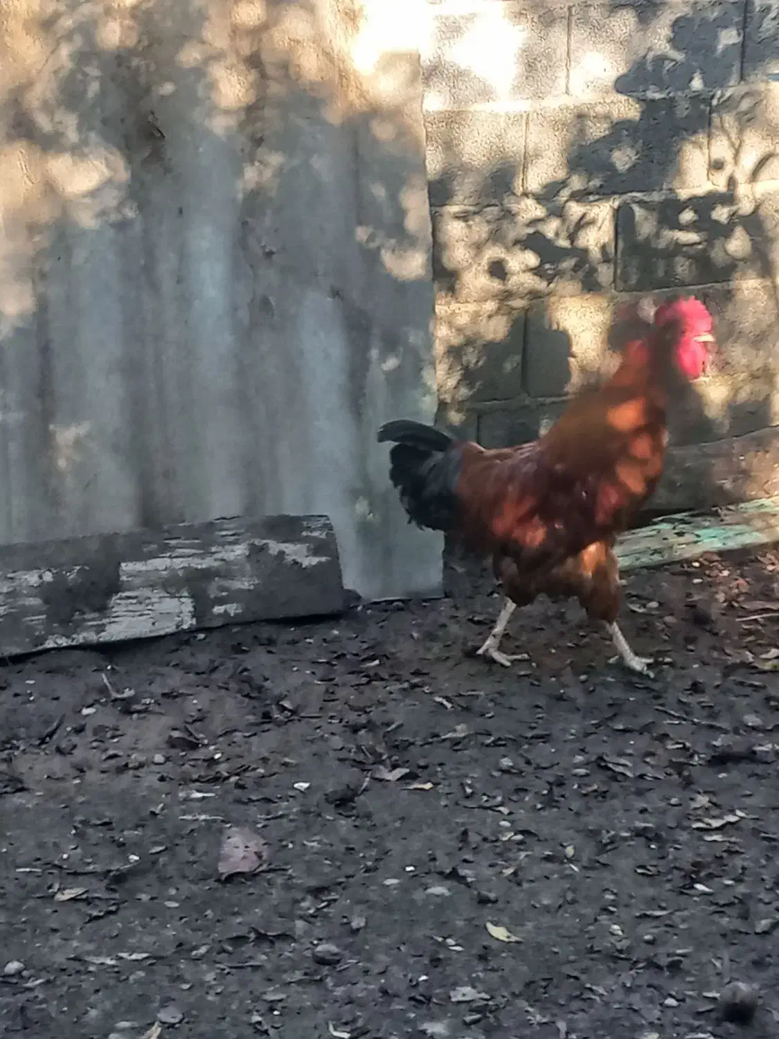 خروس محلی درشت و گوشتی زنده|حیوانات مزرعه|قائم‌شهر, |دیوار