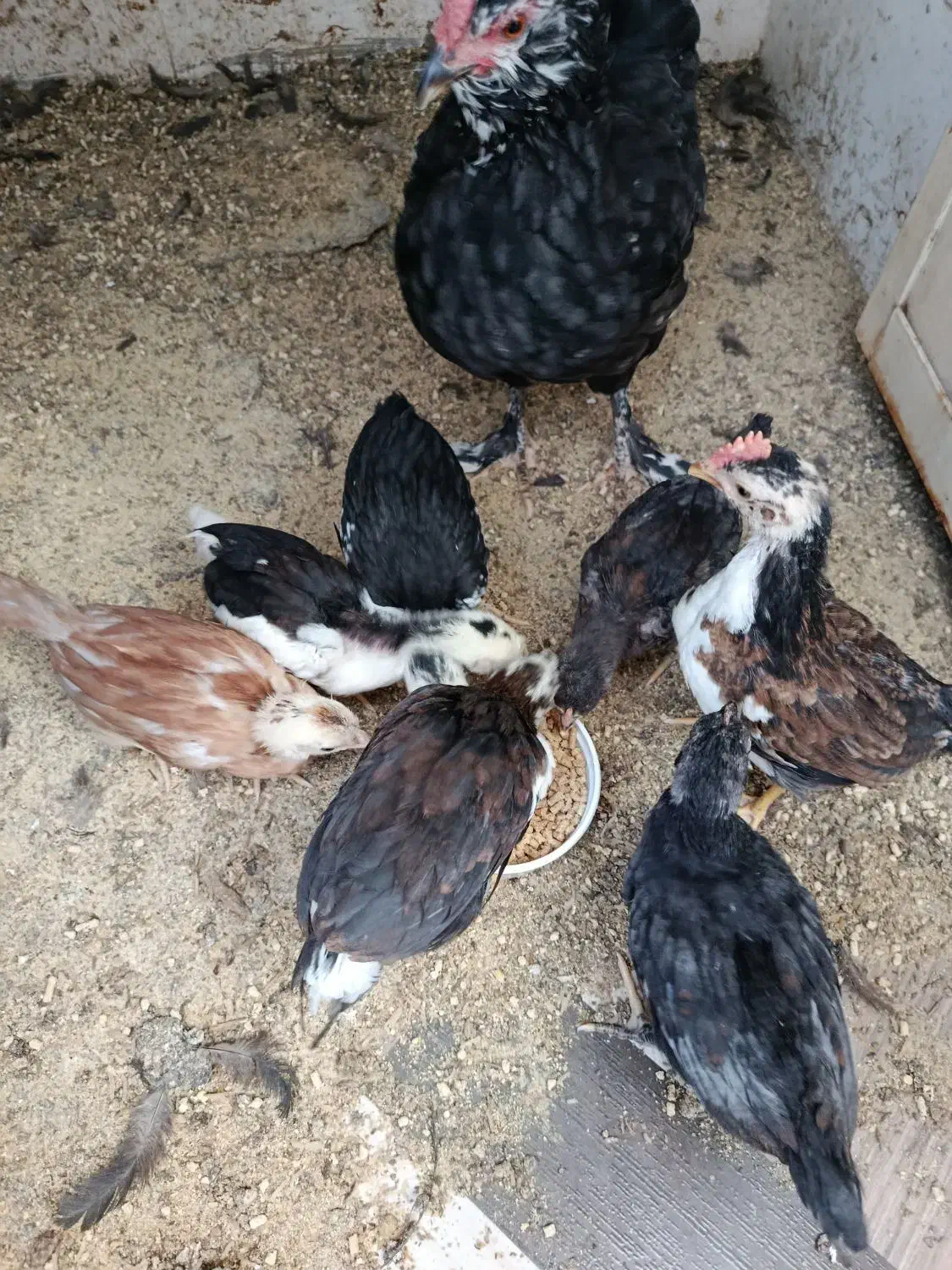 مرغ و جوجه گلین|حیوانات مزرعه|شوشتر, |دیوار