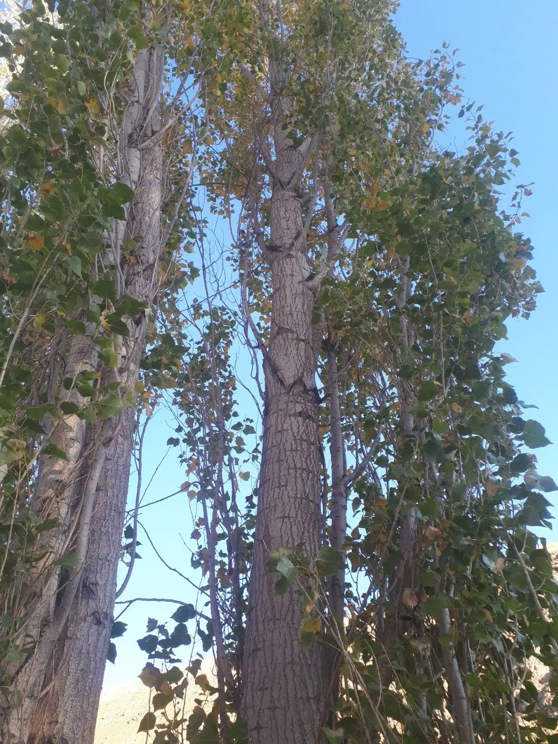 خریدچوب چنارگردوضایعات وغیره توافقی|خدمات باغبانی و درختکاری|سنندج, |دیوار