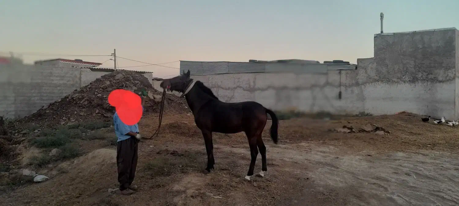 فروش اسب|اسب و تجهیزات اسبسواری|پارسآباد, |دیوار