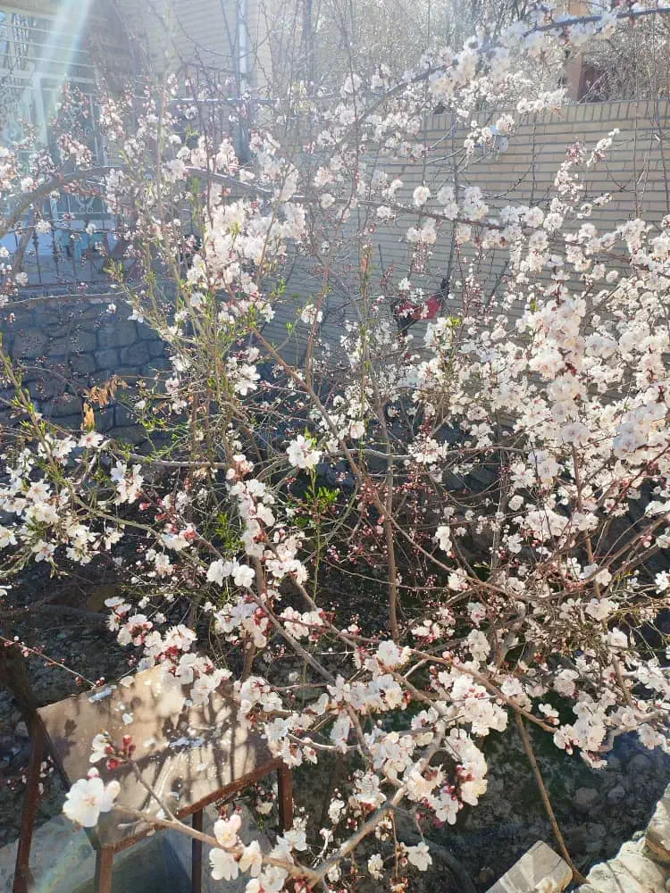 خونه باغ بسیاز زیبا ونقلی طزرجان|فروش خانه و ویلا|تفت, |دیوار