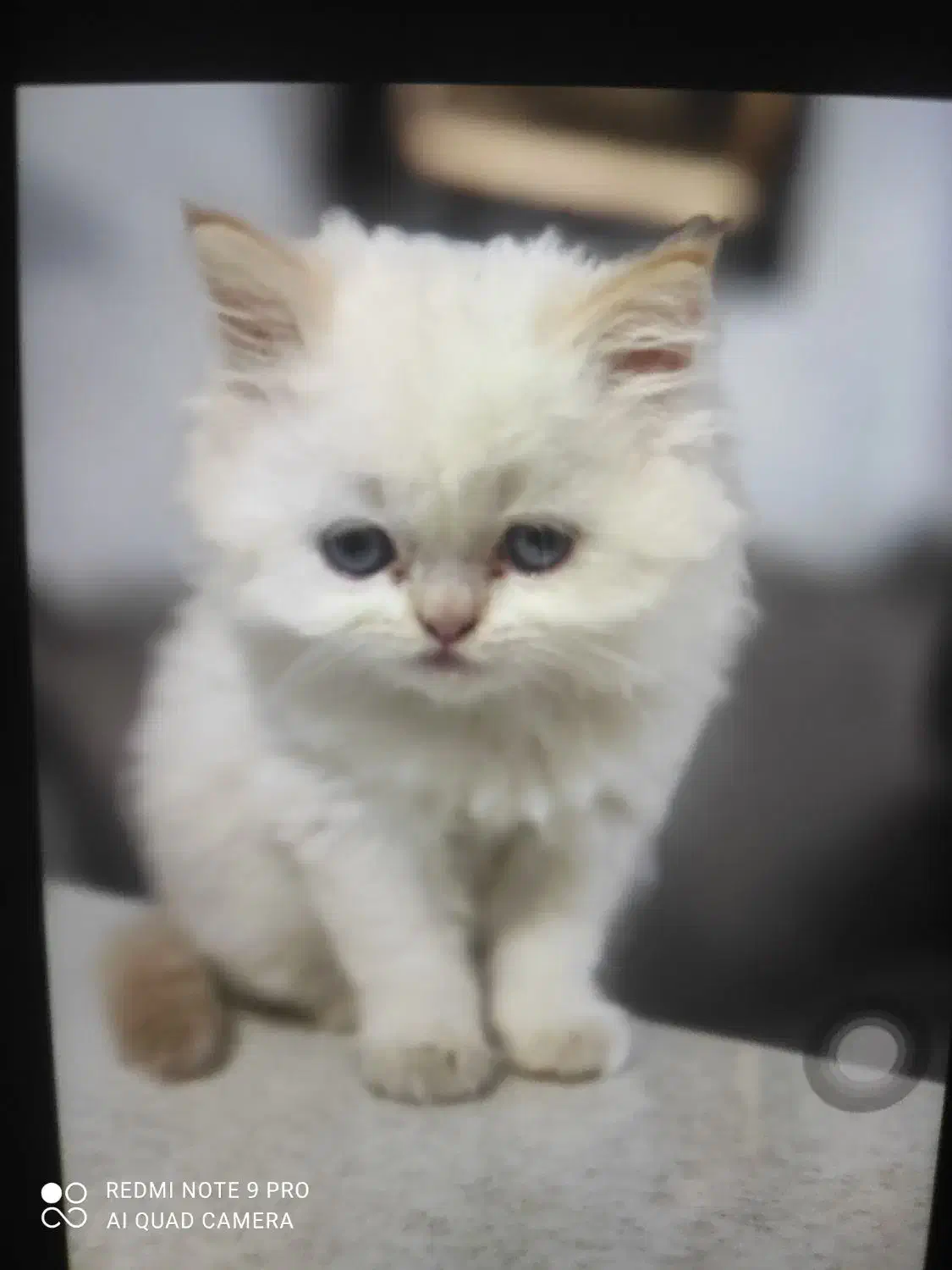 گربه|گربه|ارومیه, |دیوار