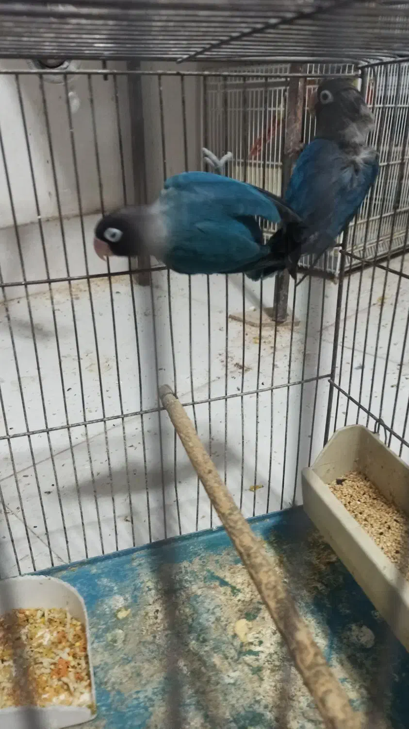 کوتوله برزیلی روی جوجه|پرنده|بوکان, |دیوار