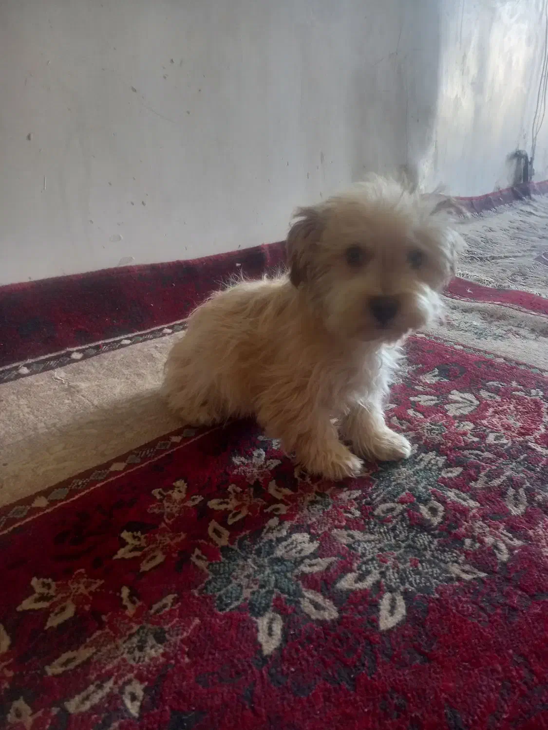 فروش سگ آپارتمانی بسیار آرام وشیرین|سگ|سبزوار, امام خمینی (ناوی)|دیوار