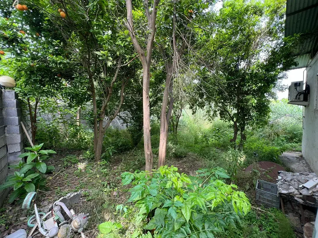 نهال موز،درخت موز|گل و گیاه طبیعی|بابکان, |دیوار