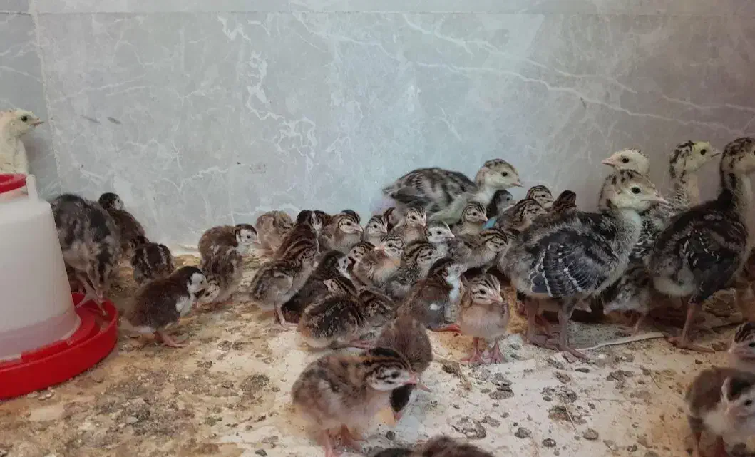 جوجه عمده و تک|حیوانات مزرعه|کرمانشاه, |دیوار