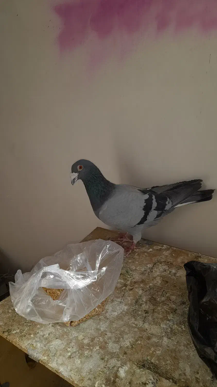 کفتر المانی|پرنده|بومهن, |دیوار