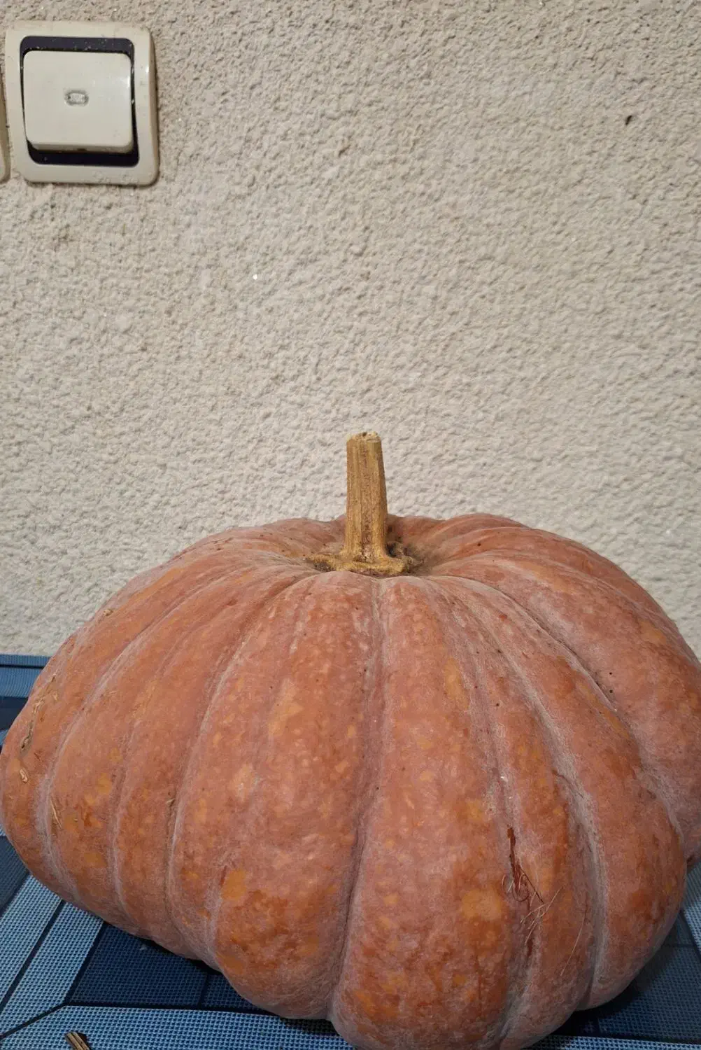 کدو|خوردنی و آشامیدنی|لاهیجان, کوی خزر|دیوار