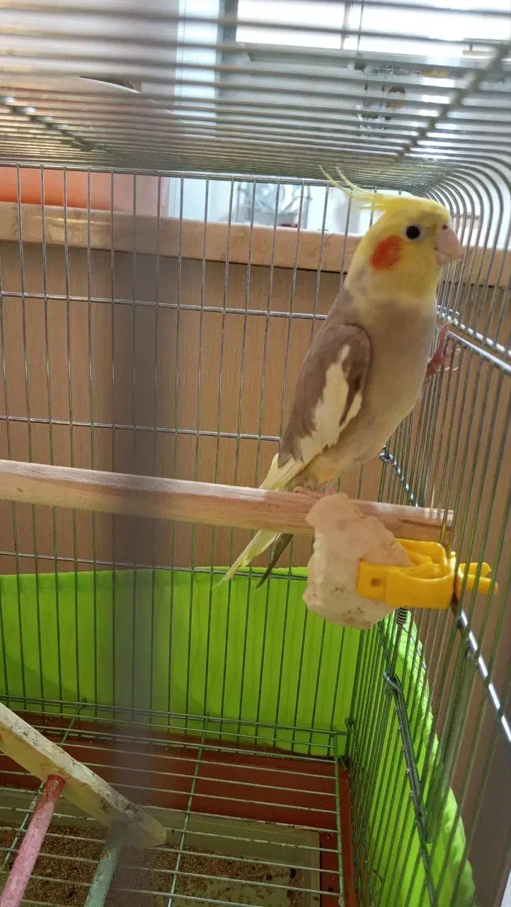 دو عروس هلندی ماده بالغ|پرنده|ری, فیروزآبادی|دیوار