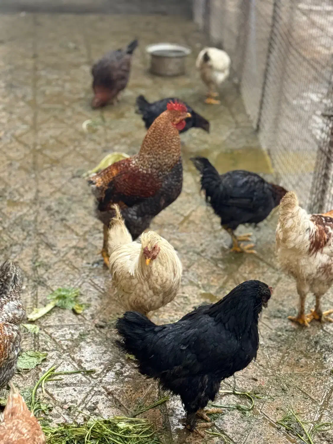 مرغ و خروس محلی سالم و سرحال آماده برای چله|حیوانات مزرعه|ماکو, |دیوار