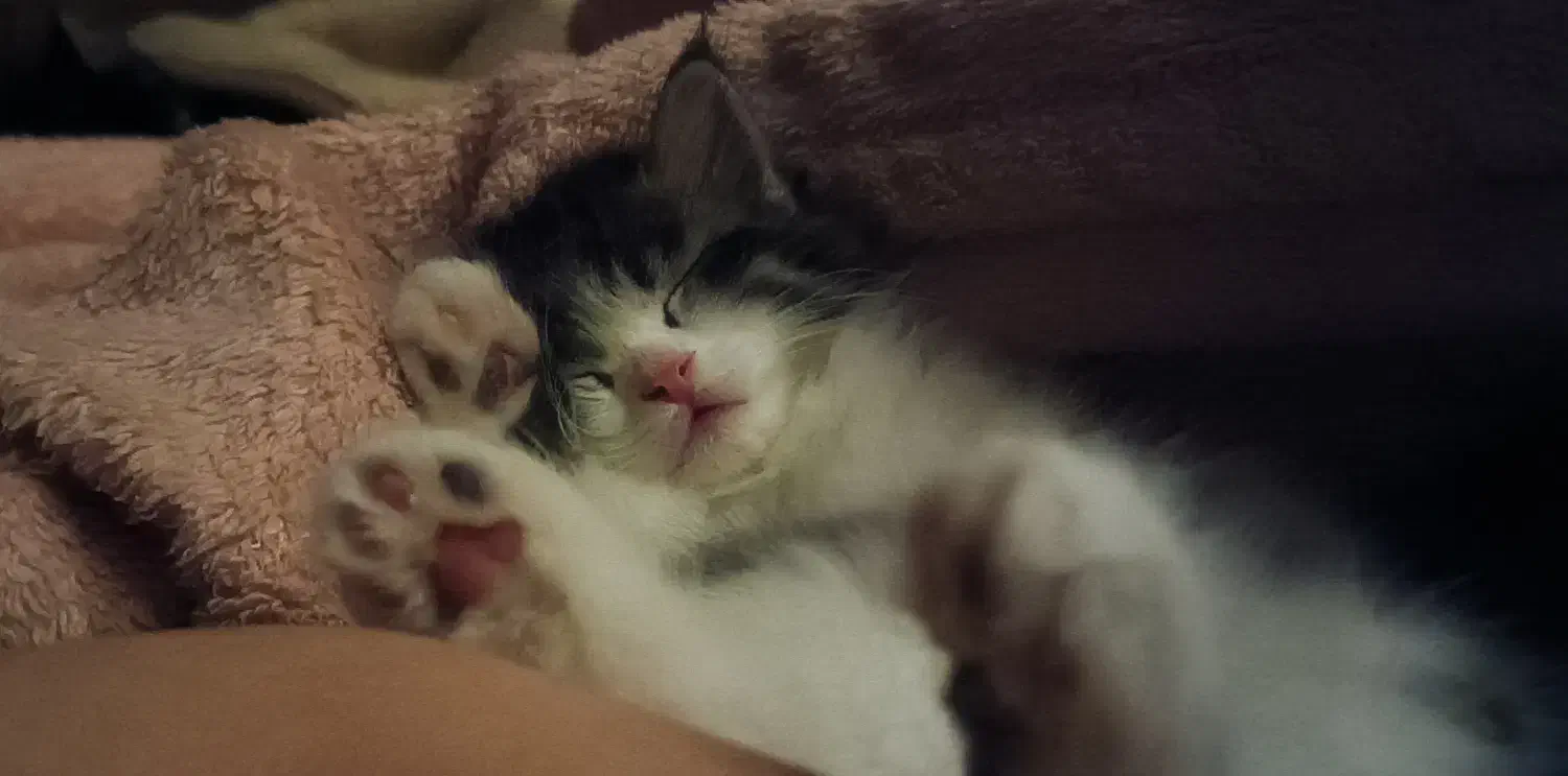 گربه میکس پرشین و هیمالین|گربه|مشهد, شهرک مهر آباد|دیوار