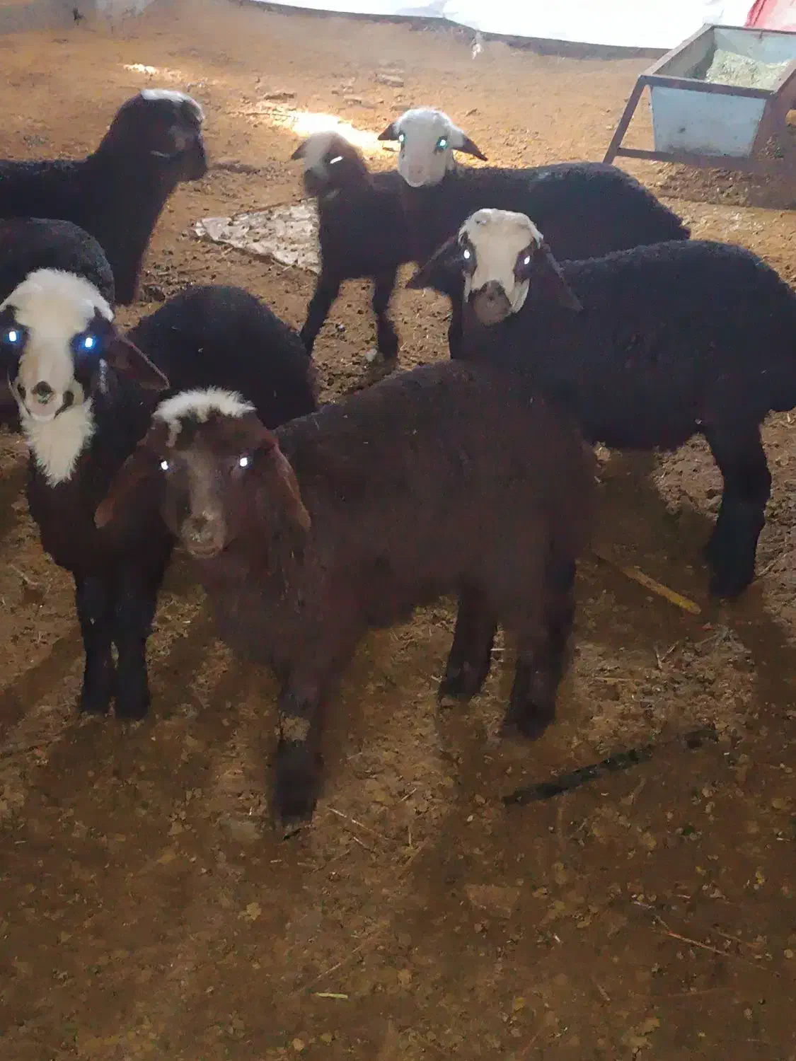 میش بره دار|حیوانات مزرعه|بشاریات, |دیوار