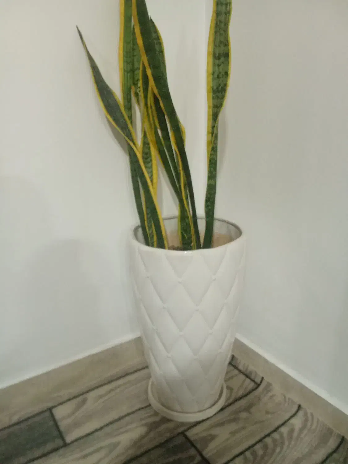 گل و گلدون 700000|گل و گیاه طبیعی|دورود, |دیوار