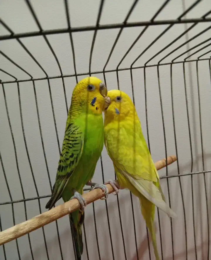 مرغ عشق|پرنده|الوند, |دیوار