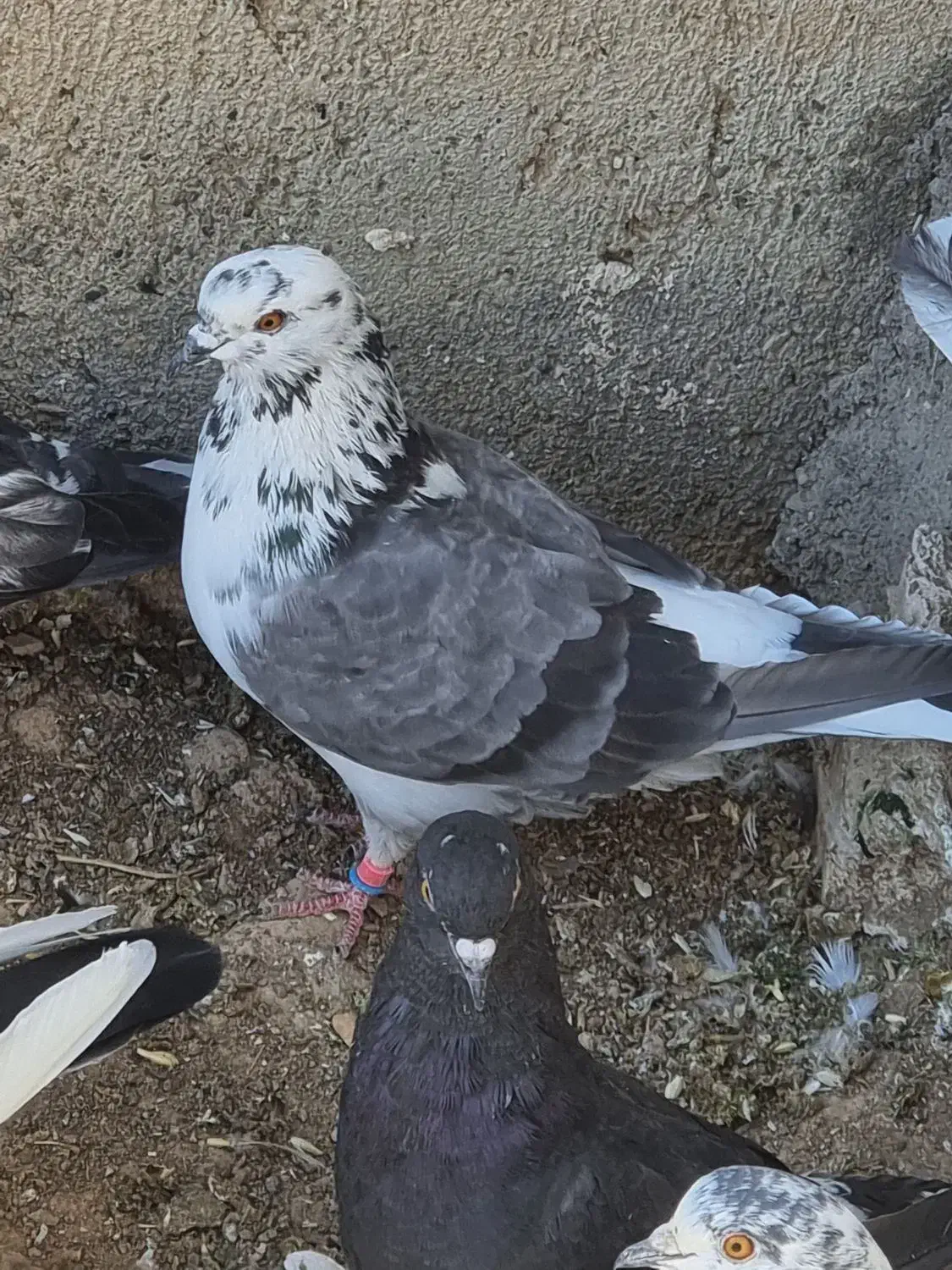 کبوتر پرشی|پرنده|قیدار, |دیوار