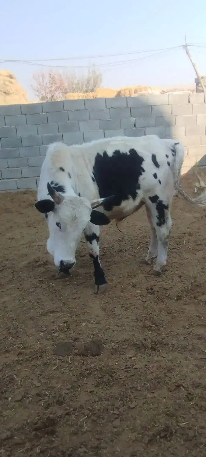 گوساله|حیوانات مزرعه|شهریار, اصیل آباد|دیوار