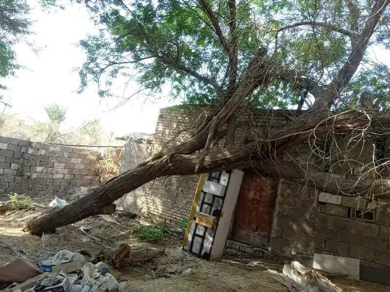 فروش درخت|عمده‌فروشی|خرمشهر, |دیوار