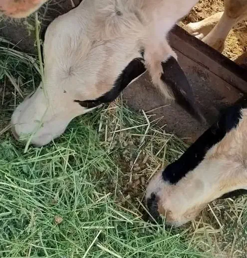 نیروی کار در گاو داری|استخدام صنعتی، فنی، مهندسی|تربت جام, میان جام|دیوار