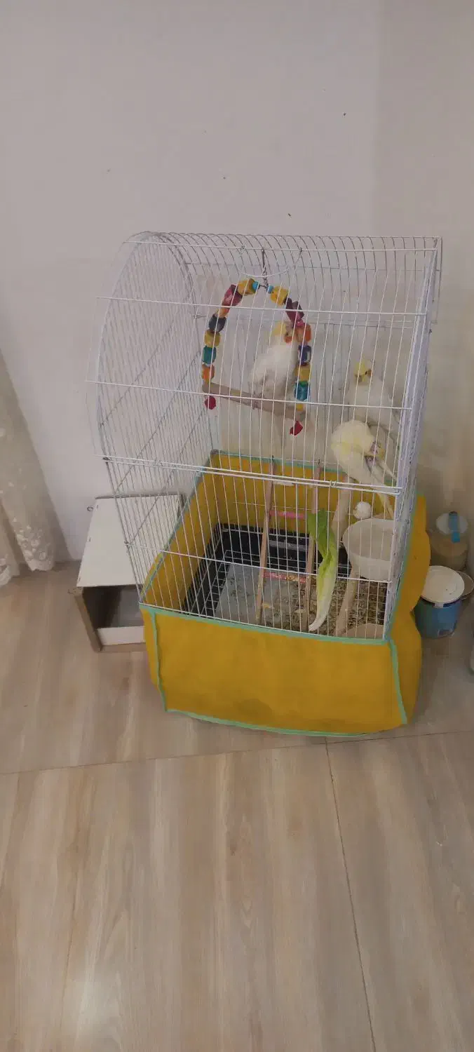 سه عدد طوطی عروس|پرنده|نظرآباد, صالح آباد|دیوار