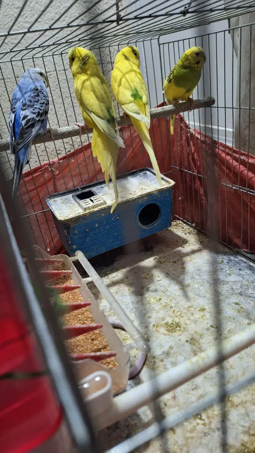 مرغ عشق|پرنده|گرمدره, |دیوار