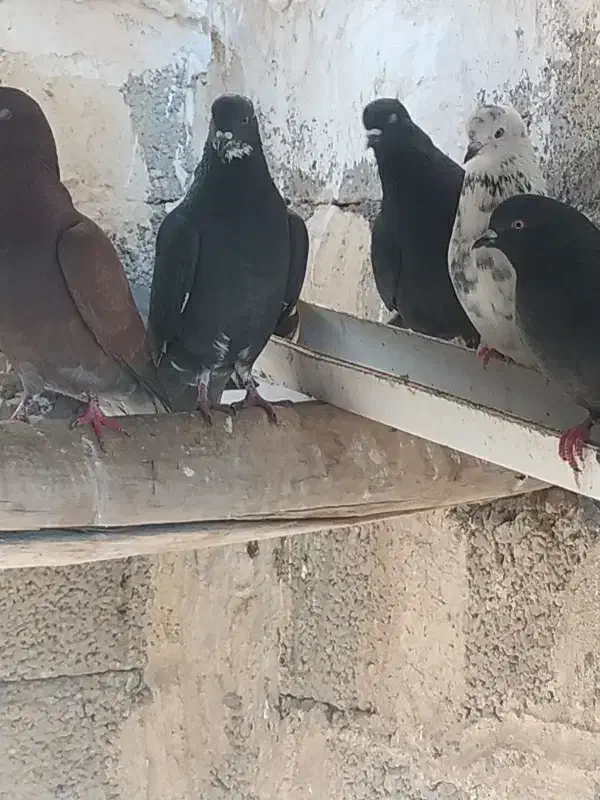 11کبوتر|پرنده|تیران, |دیوار