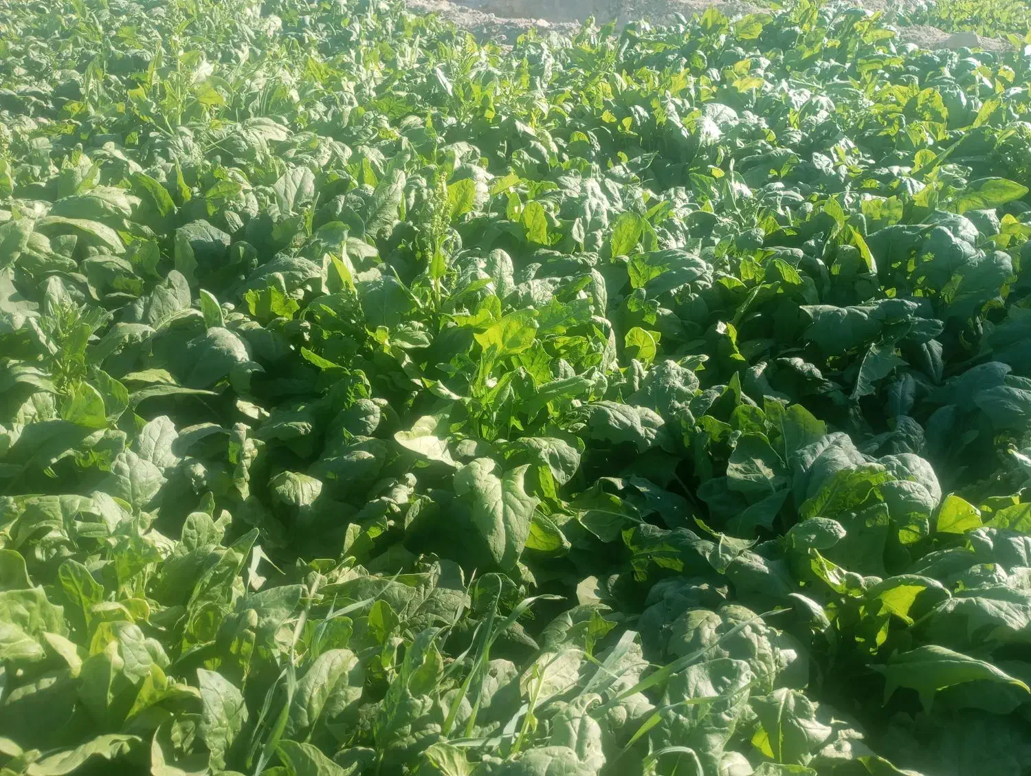 اسفناج|خوردنی و آشامیدنی|پشتکوه (سیستان و بلوچستان), |دیوار