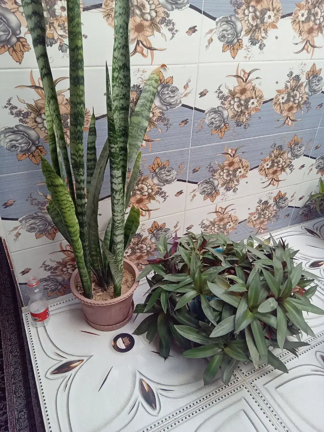 گل طبیعی زیبا|گل و گیاه طبیعی|شیروان (خراسان), |دیوار