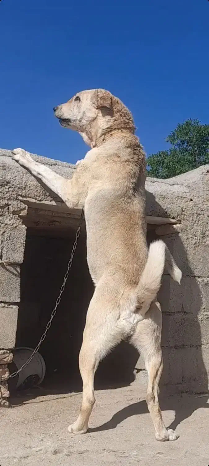 واگذاری ماده پژدر|سگ|کنگاور, |دیوار