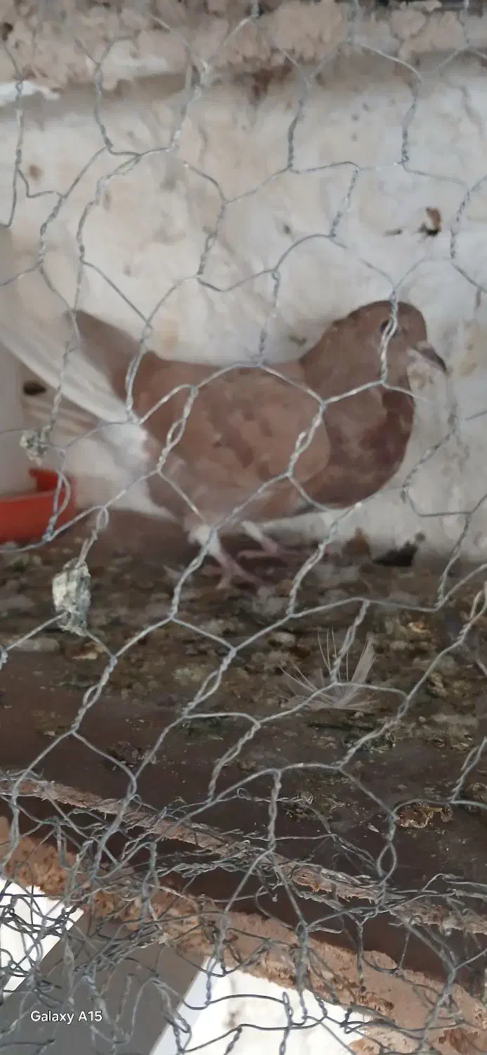 مفلق دمگیر زرد وسرخ آفتاب نخورده|پرنده|خمینی‌شهر, |دیوار