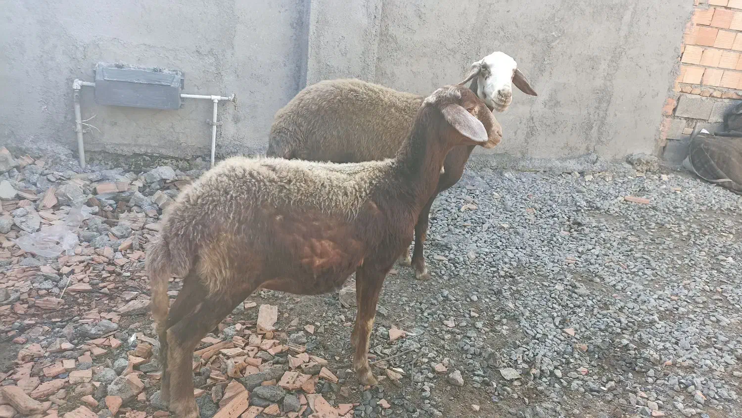 گوسفند شیشک. توقلی و بز بزغاله دار|حیوانات مزرعه|سیمین شهر, |دیوار