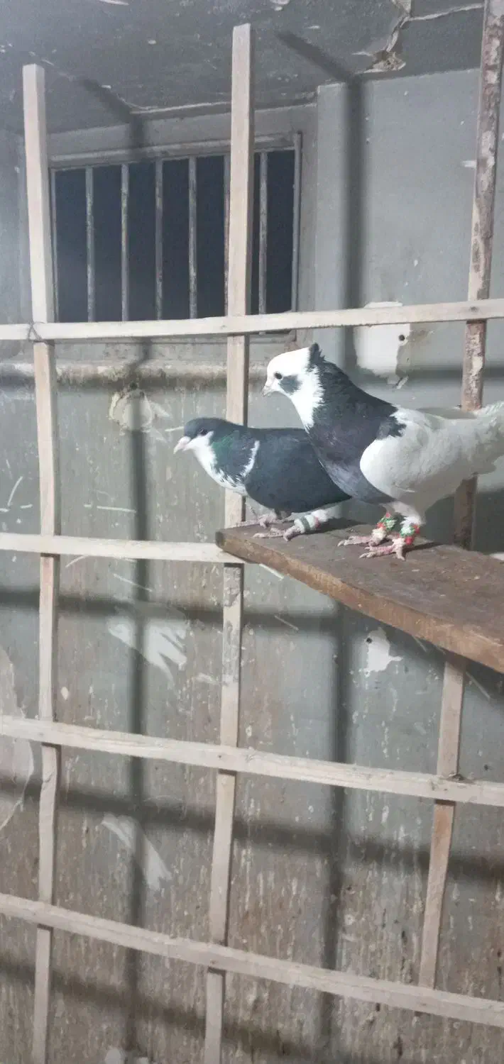 کبوتر رنگی|پرنده|تهران, شهرک علم و فناوری|دیوار