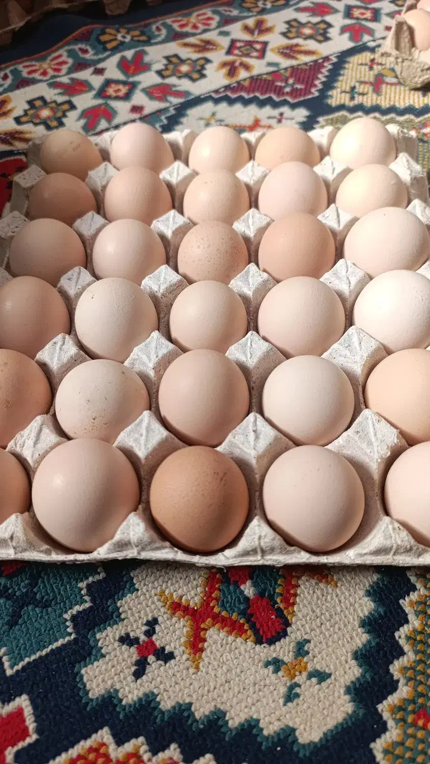 تخم|حیوانات مزرعه|خاش, |دیوار