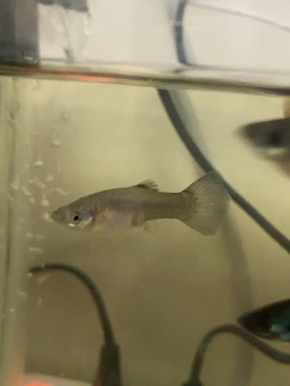 ماهی گپی ماده|ماهی|خسروشاه, |دیوار