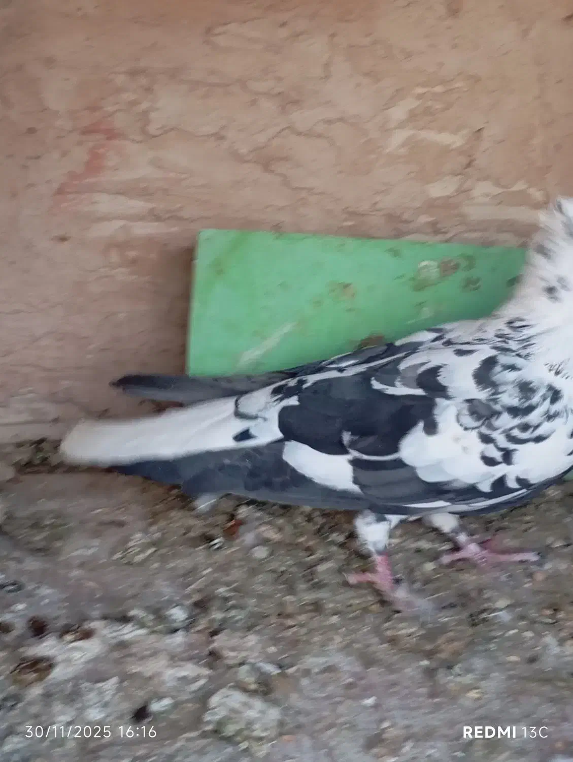 کفتر مقبول|پرنده|شاندیز, |دیوار