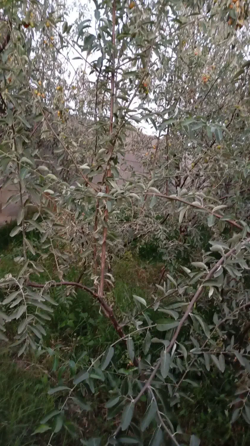 نهال سنجد حاج حسین|خدمات باغبانی و درختکاری|آذرشهر, |دیوار