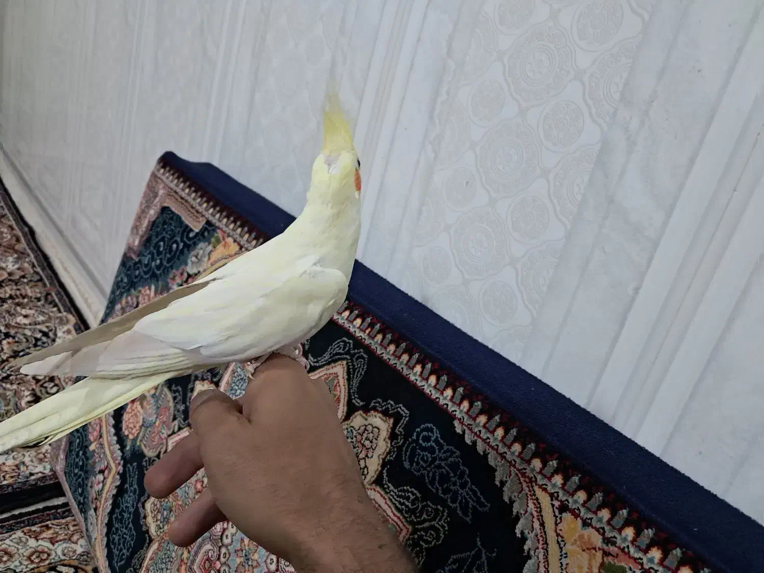 عروس هلندی آرام و دستی|پرنده|تاکستان, |دیوار