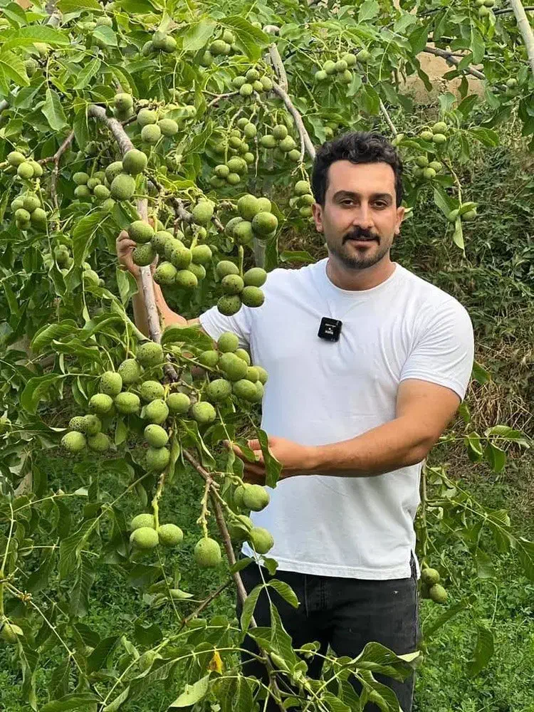 فروش نهال گردو ژنوتیپ رویال|خدمات باغبانی و درختکاری|میاندوآب, |دیوار