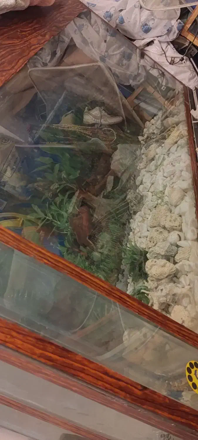 اکواریوم|ماهی|محمدیه-قزوین, |دیوار