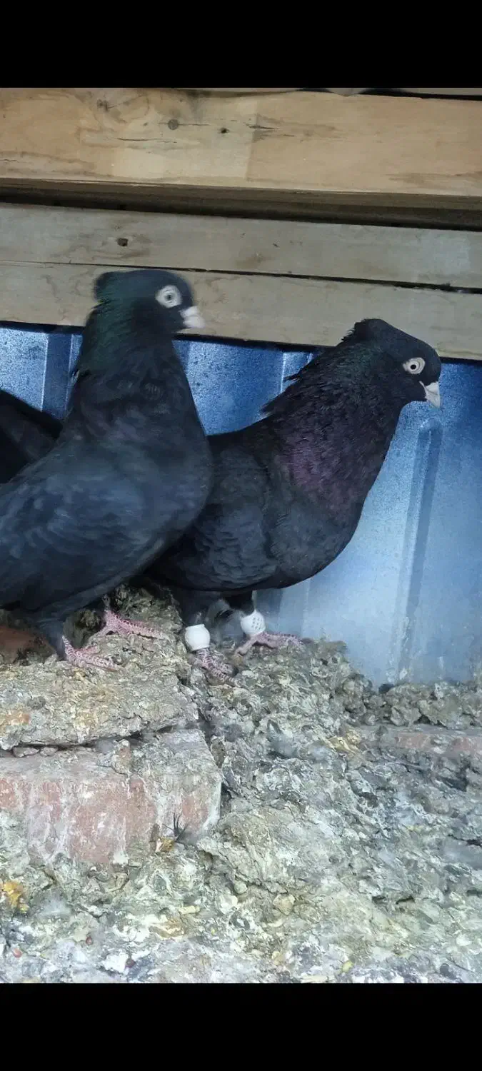 کبوتر|پرنده|بم, |دیوار