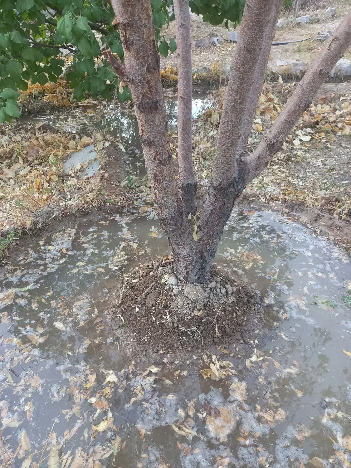 درخت چند ساله...|حراج|شهرضا, |دیوار